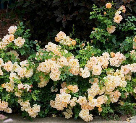 Сорта кустовых роз: описание и особенности